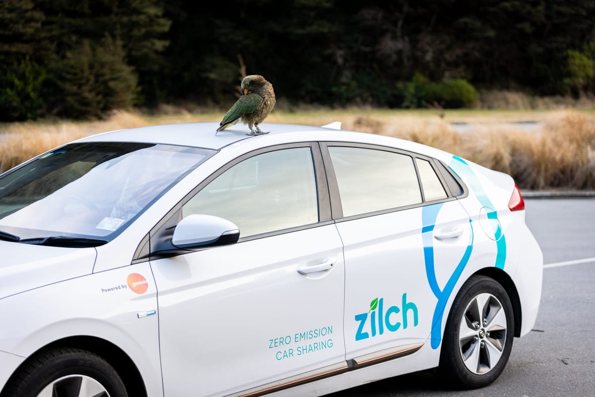A parked white car with blue Zilch branding. On top, a green kea bird with a hooked beak preens itself.